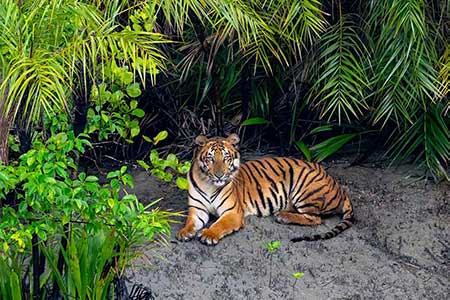 Sundarban Trip 2 Night 3 Days
