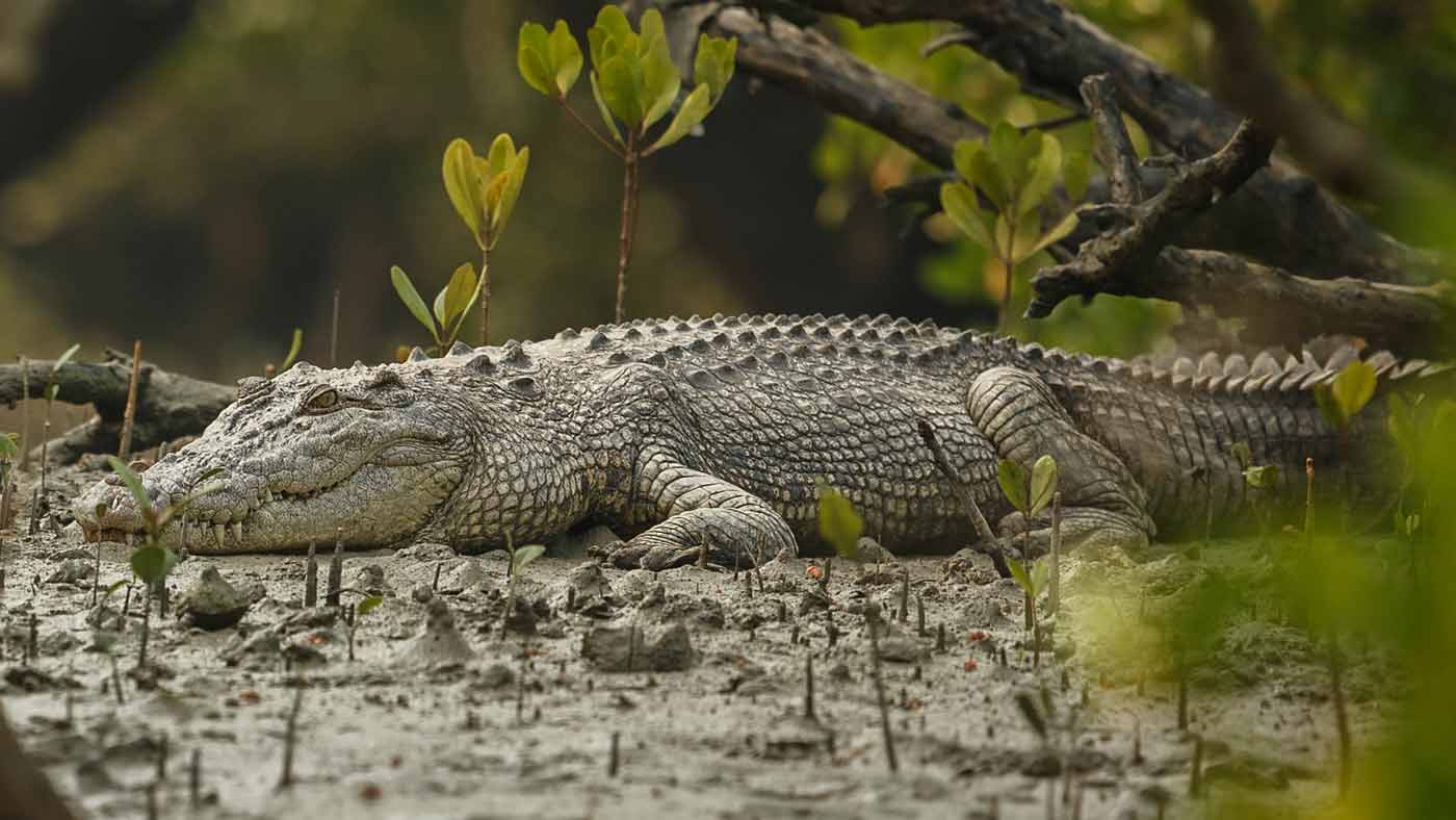 Slider Sundarbans Trip - 4