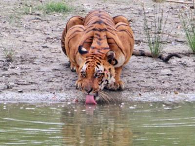 Sundarban Strip Wildlife